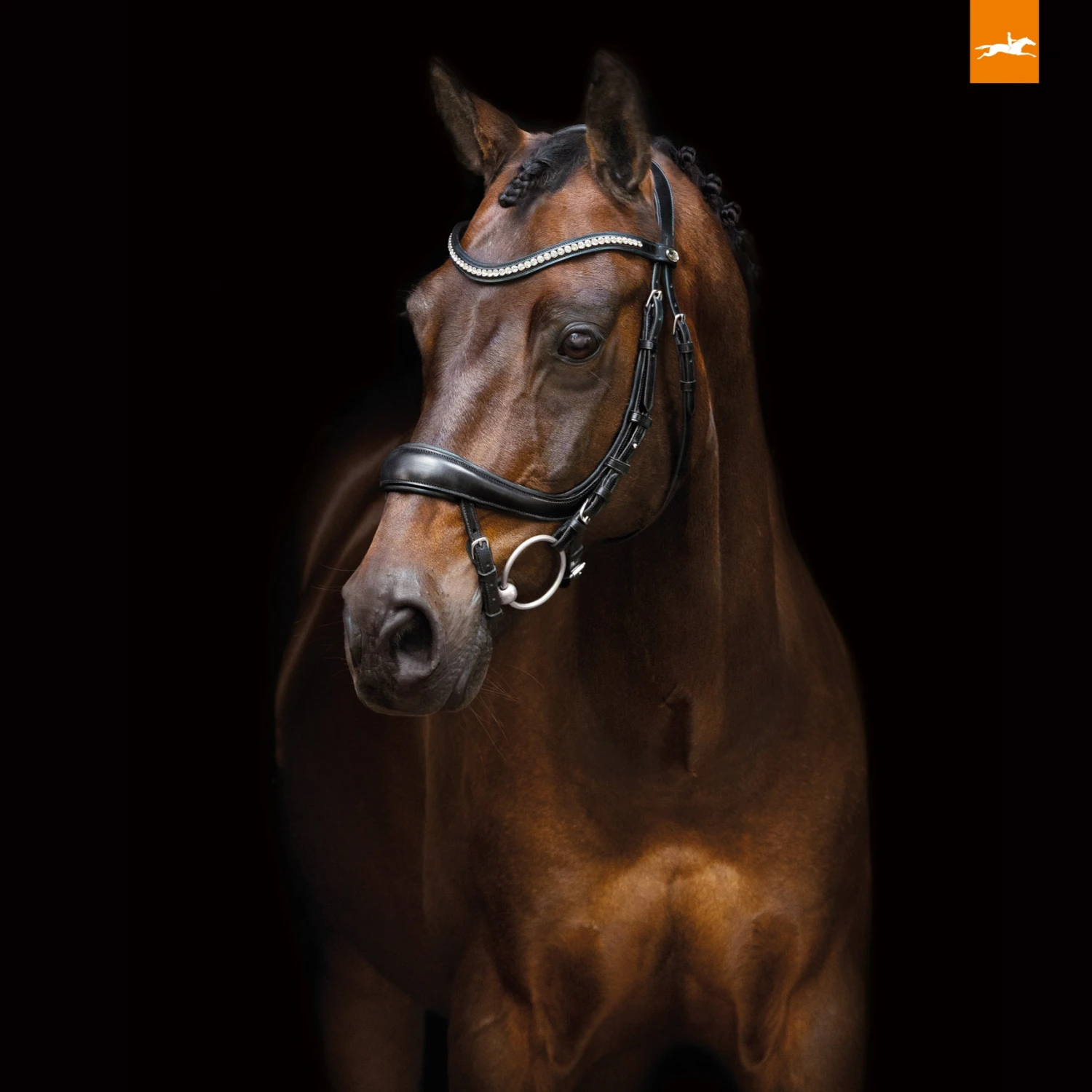 Schockemohle Equitus Beta Anatomical Bridle 1 Schockemohle Equitus Beta Anatomical Bridle