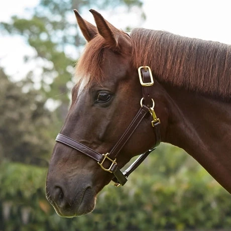 Walsh Leather Heritage Halter 1 Walsh Leather Heritage Halter
