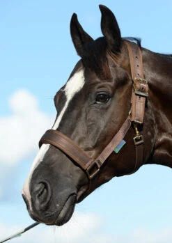 Bucas Comfort Halter -Sports - Equestrian Sports Comfort Halter Brown 0910