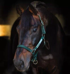 HORSEWARE IRELAND - Rambo Fieldsafe Halter -Sports - Equestrian Sports DHHF40 G000 2