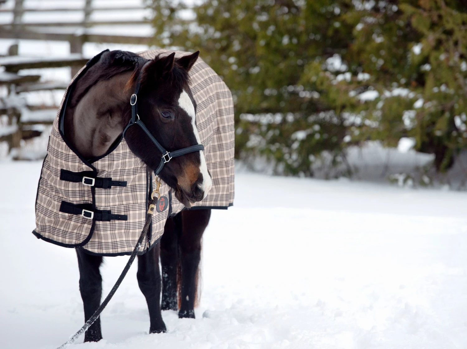 Plaid Rainsheet 1 Plaid Rainsheet