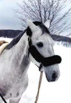 The Wool Table Halter Pad - Crown Piece Only