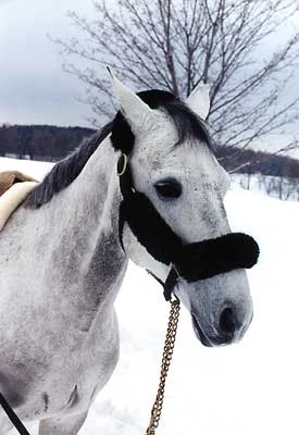 The Wool Table Halter Pad - Crown Piece Only 1 The Wool Table Halter Pad - Crown Piece Only