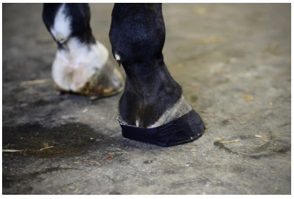 Kentucky Sole Tape 1 Kentucky Sole Tape