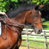 Pro-Trainer German Martingale
