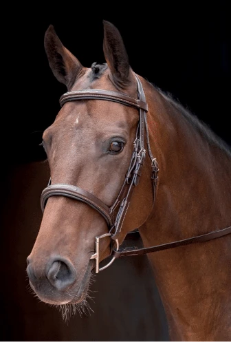 Shires Rossano Florence Bridle 1 Shires Rossano Florence Bridle