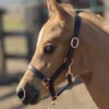 Sage Family Rose Gold Leather Foal Halter