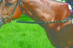 SIERRA WEB SIDE REINS WITH ELASTIC