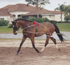 PESSOA - LUNGING SYSTEM