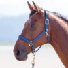 SHIRES - TOPAZ NYLON HALTER
