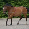 Waldhausen Lunging Aid