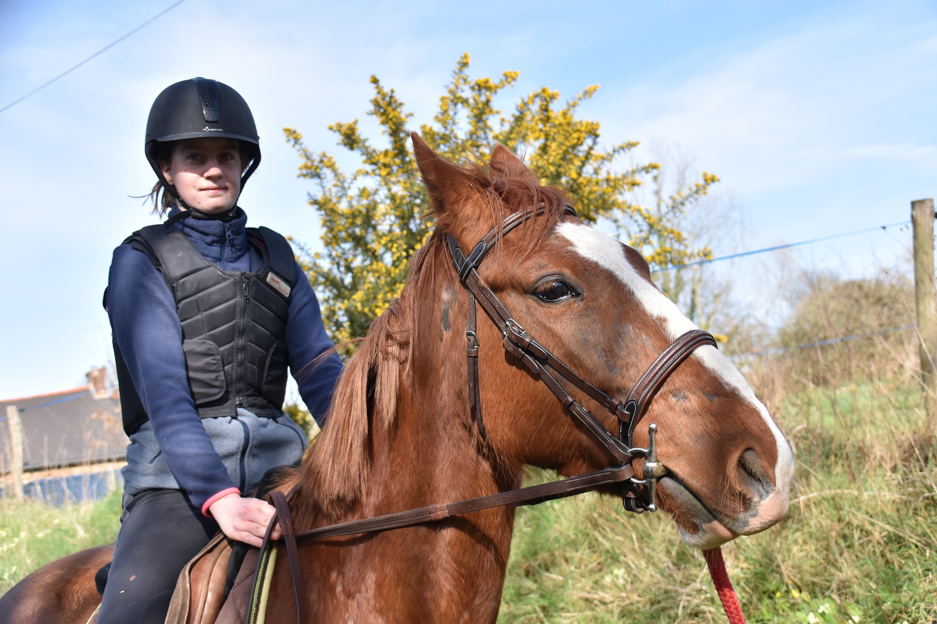 Sports - Equestrian Sports 1 Sports - Equestrian Sports -Sports - Equestrian Sports horse 6981555 1920